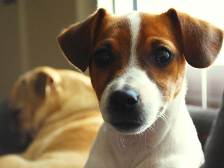Dog couch sad dog background - his face free wallpaper
