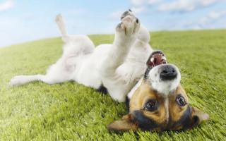 Dog rolling grass paws up - its mouth open free wallpaper