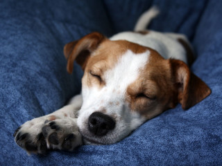Dog sleeping blue blanket couch - his head on free wallpaper