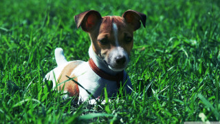 Small dog grass sad look - a sad look free wallpaper