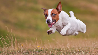 Dog running field frisbee mouth - its mouth free wallpaper