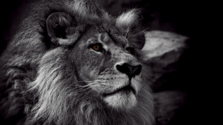 Lion face black background rock - e. william gollings free wallpaper for desktop