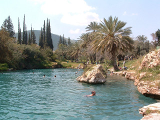 Swimming group river palm trees - bouchta el hayani free wallpaper for desktop