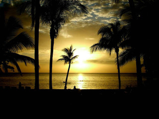 Sunset palm trees person bench - a sunset free wallpaper