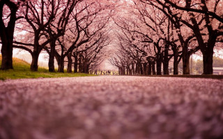 Tree lined road pink flowers - both side free wallpaper