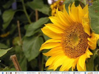 Sunflower bee field green leaves - a field of sunflowers free wallpaper