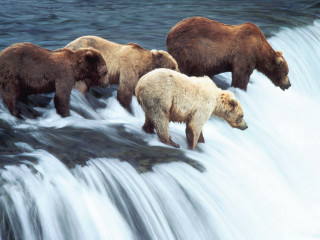 Three bears walking waterfall in - impressionist free wallpaper