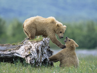 Bear cub playing log field - in a field of grass and trees free wallpaper
