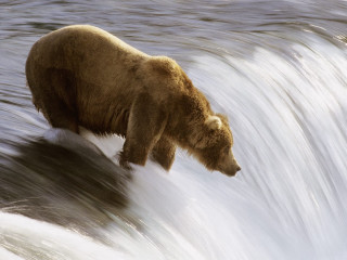 Bear waterfall rushing looking standing - a bear free wallpaper
