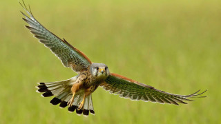 Bird flying wings spread field 2 - arie smit free wallpaper