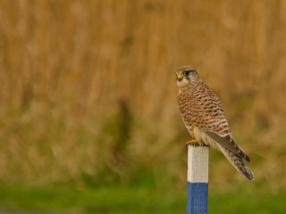 Bird blue pole grass field - animal photography free wallpaper