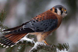 Bird perched branch tree snow - a branch of a tree free wallpaper