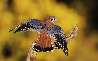 Bird brown black perched branch - body free wallpaper