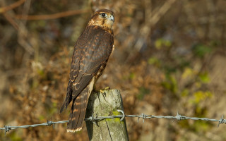 Hawk perched barbed wire fence - the wood free wallpaper