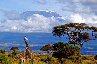 Giraffes field mountain clouds sky - two giraffe free wallpaper