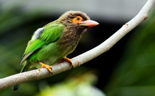 Small bird perched branch tree 9 - the background and a blurry background free wallpaper