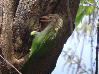 Bird tree head stuck mouth - mouth open free wallpaper