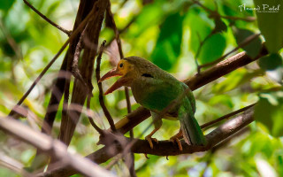 Bird sitting branch yellow beak - primitivism free wallpaper