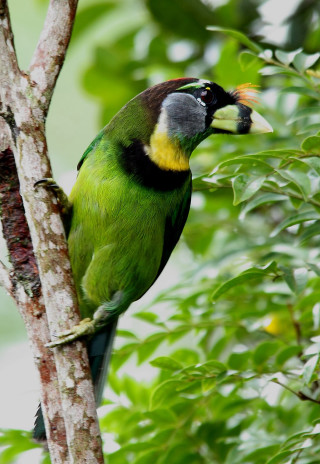 Green bird yellow beak black - free bird wallpaper