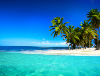 Tropical beach palm trees clear - clear blue water free wallpaper