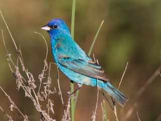 Blue bird dry grass tree - dry free wallpaper