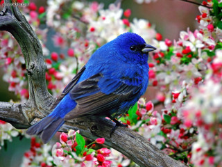 Blue bird branch tree red 2 - the background of the photo free wallpaper