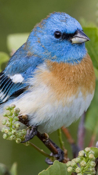 Blue bird sitting branch tree 4 - a branch of a tree free wallpaper