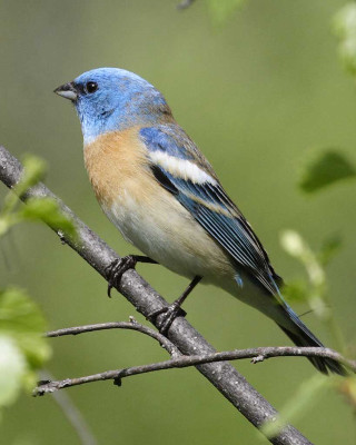 Blue bird perched branch tree 2 - a branch of a tree free wallpaper