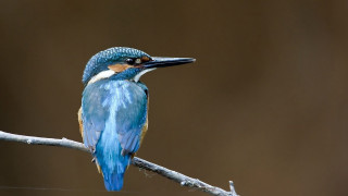 Blue bird white chest branch - a blue bird free wallpaper