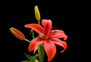 Red flower green leaves vase 2 - a vase free wallpaper