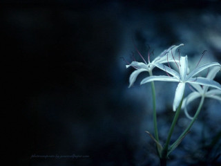 White flower dark background macro - anne rigney free wallpaper