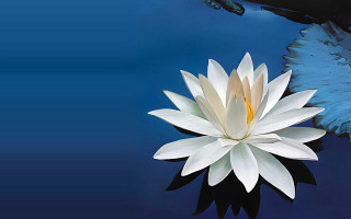 White flower floating water blue - a large bird free wallpaper