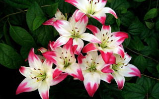 Pink white flowers green leaves - derek chittock free wallpaper