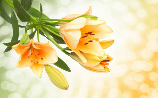 Flowers branch leaves blurry background - anne rigney free wallpaper