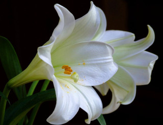White flower yellow stamen green - a green stem in the background free wallpaper