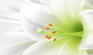 White flower green center yellow 2 - a green center free wallpaper