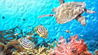 Turtle swimming coral reef fish - underwater free wallpaper