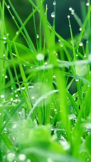 Grass water drops macro blurry 3 - a blurry background free wallpaper