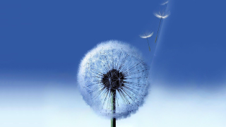 Dandelion blowing wind blue sky 11 - a dandelion free wallpaper