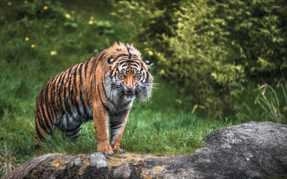 Tiger walking lush green field 5 - a tiger free wallpaper