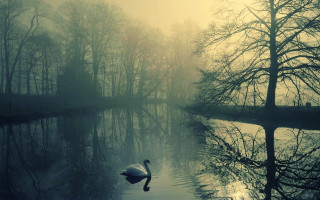Swan swimming lake trees foggy - a swan free wallpaper