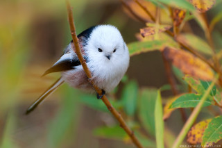 Small bird branch leaves blurry - a branch of a tree free wallpaper