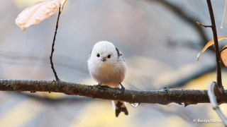 Small white bird branch tree - the background free wallpaper