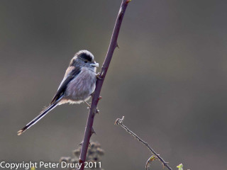 Small bird perched thin branch - thin free wallpaper
