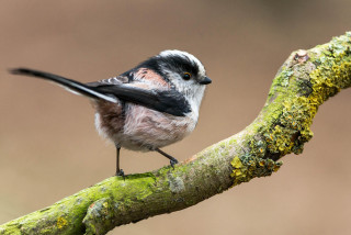 Small bird perched tree branch 6 - mossy free wallpaper
