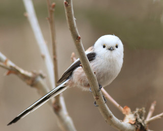 Small bird perched tree branch 10 - branch free wallpaper