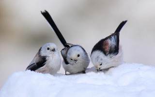 Three small birds snow covered - the other free wallpaper