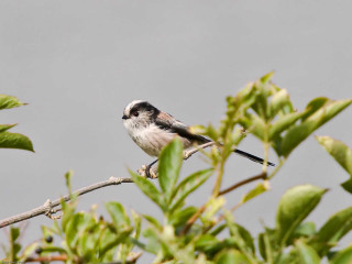 Small bird perched branch tree 11 - bird free wallpaper