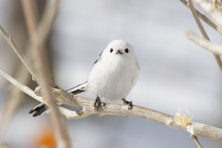 White bird branch tree gray - surrealism free wallpaper