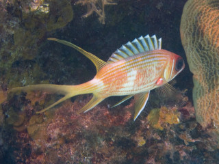 Fish swimming water corals algae - lostfish free wallpaper